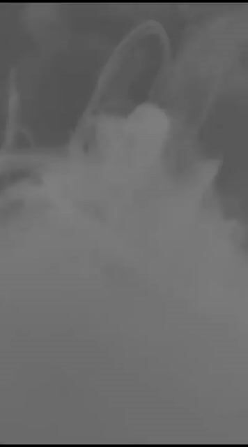 Model - DojaBooty anal