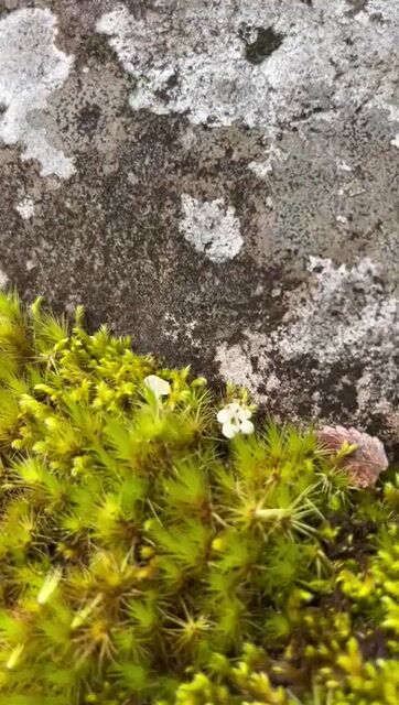 Model - Lola_lola pussy