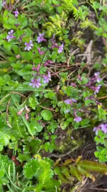 Model - Lola_lola fetish