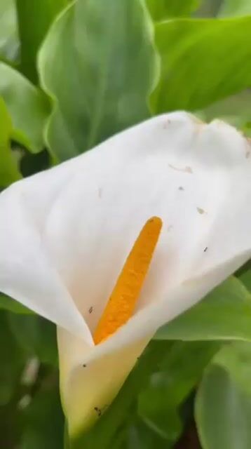 Model - Lola_lola sexy