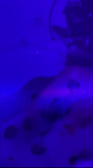 Model - Vivian Blonde