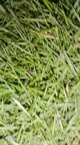 Model - brenda_berck4 milf