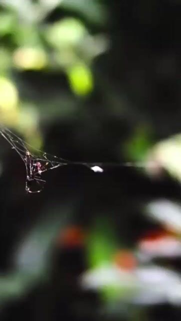 Model - Exotic Delirium heels